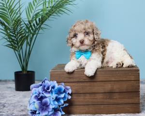 Ross F1 Cavapoo